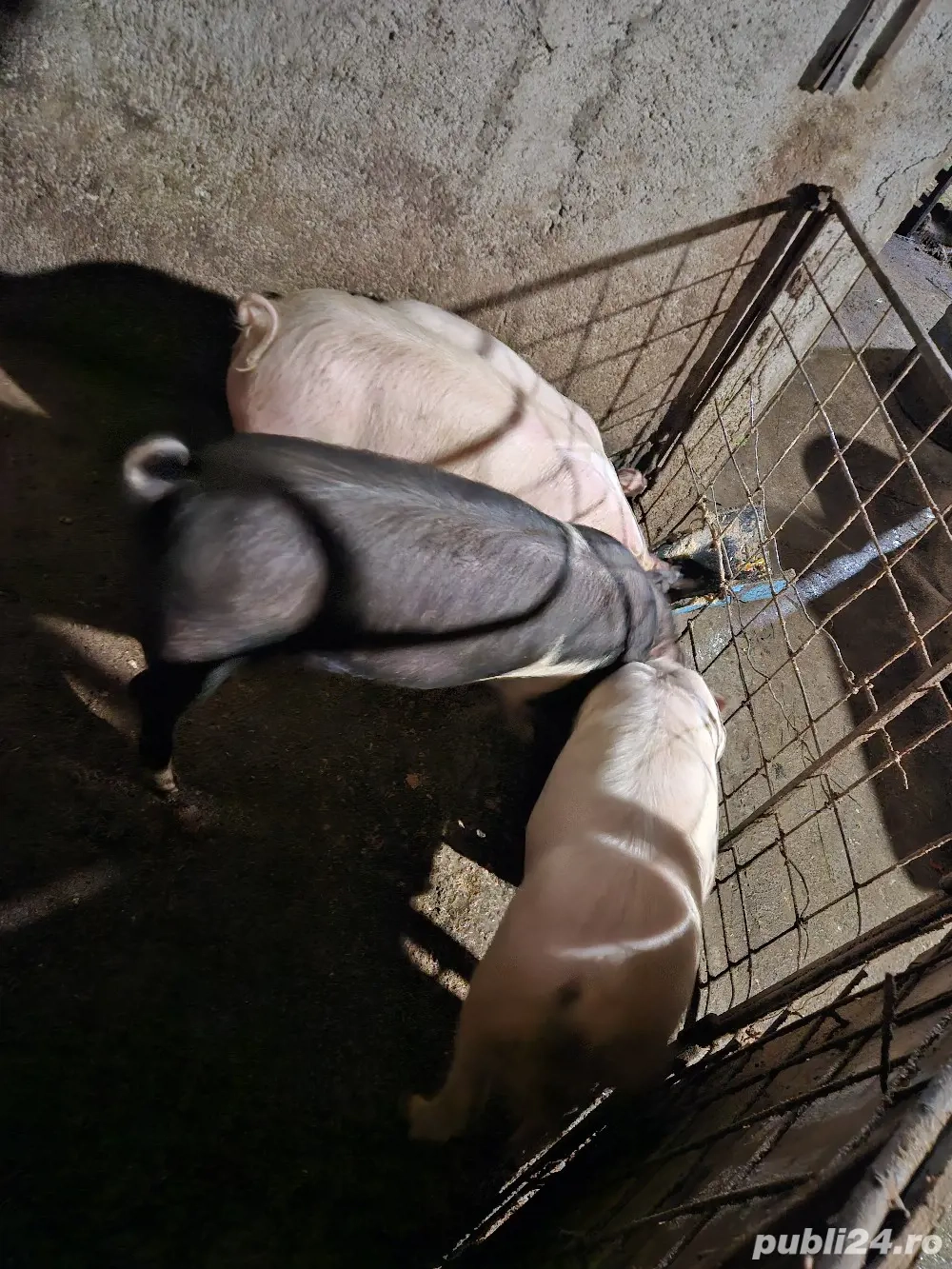 Vand porci diferite marimi