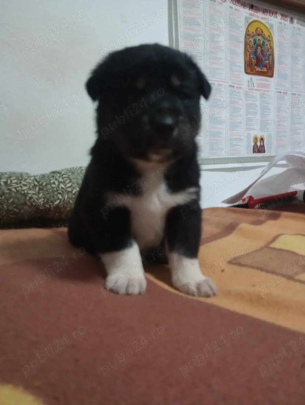 Pui Ciobănesc Australian