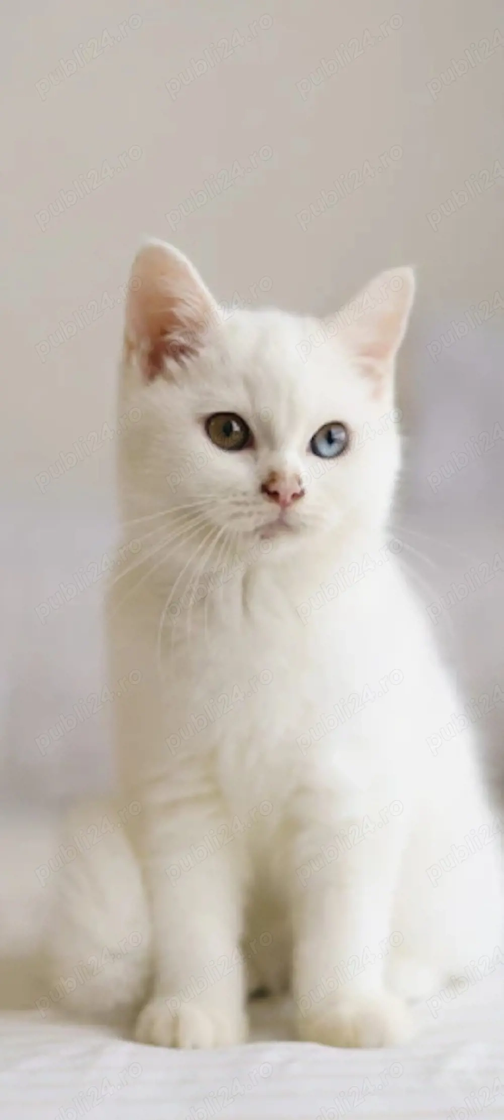 British alb!!!asigram transport 