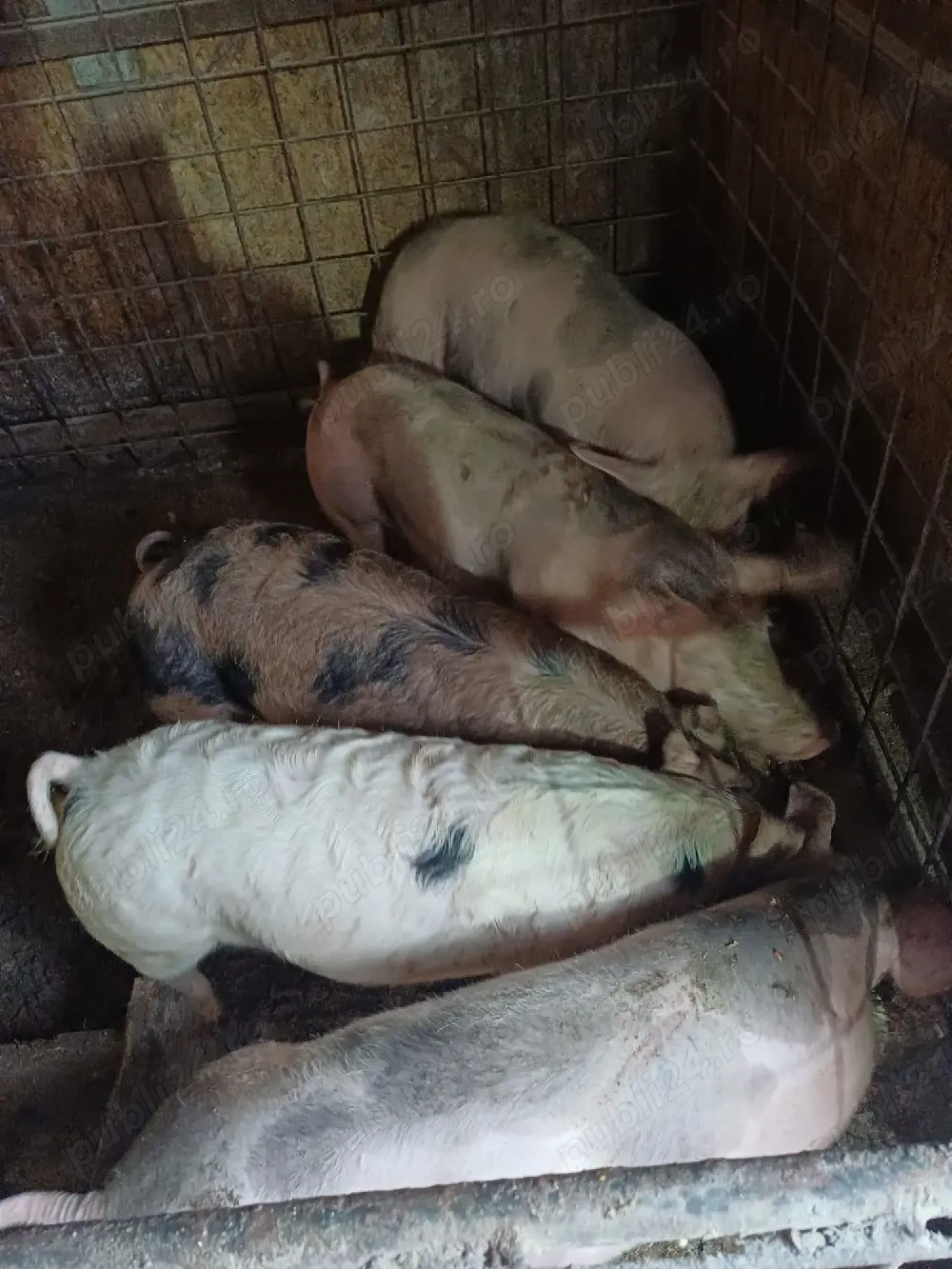 purcei de vanzare 550 buc