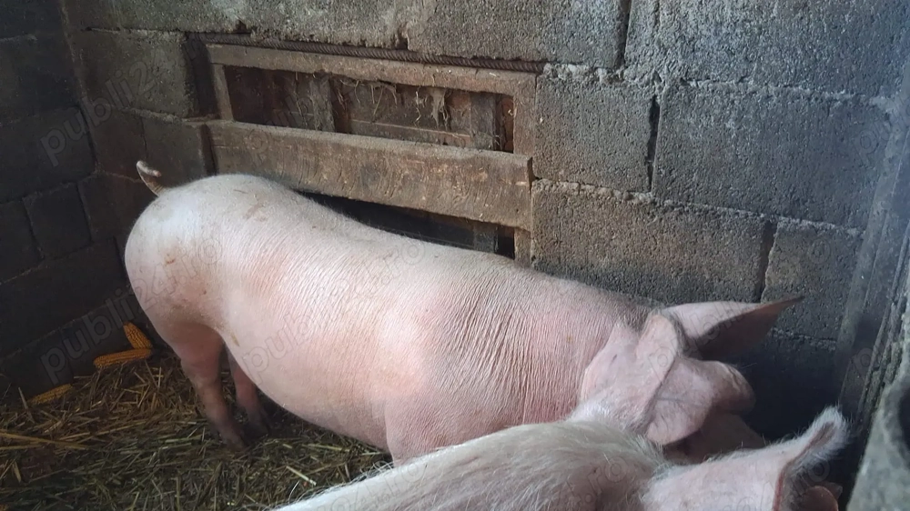 Porci de vânzare 