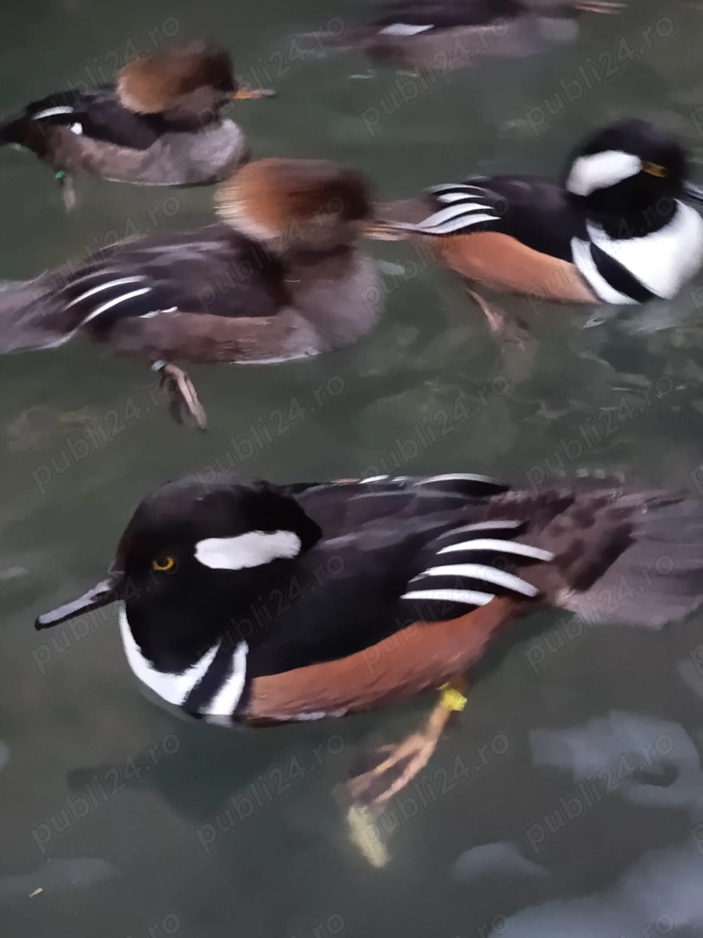 Rate exotice ornamentale