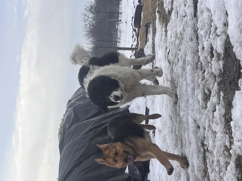 Vând cățel ciobănesc de Bucovina 