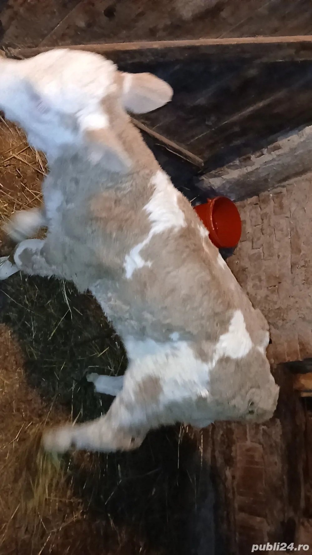 Vand vitea baltata de 2 săptămâni 