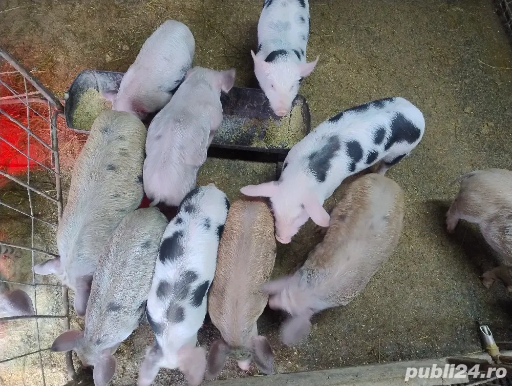 porci pietran 8 săptămâni 