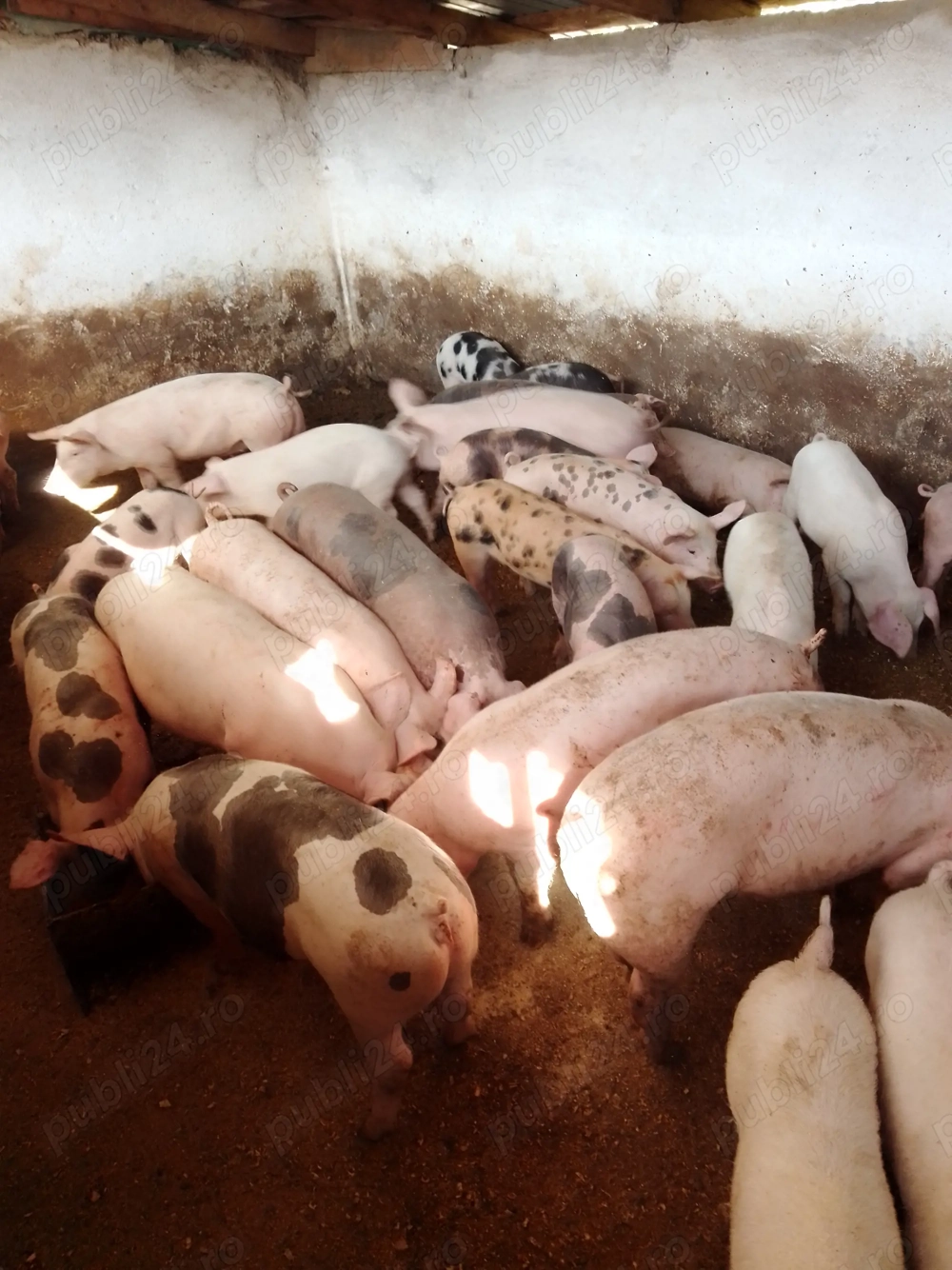 Vând grasuni de carne 