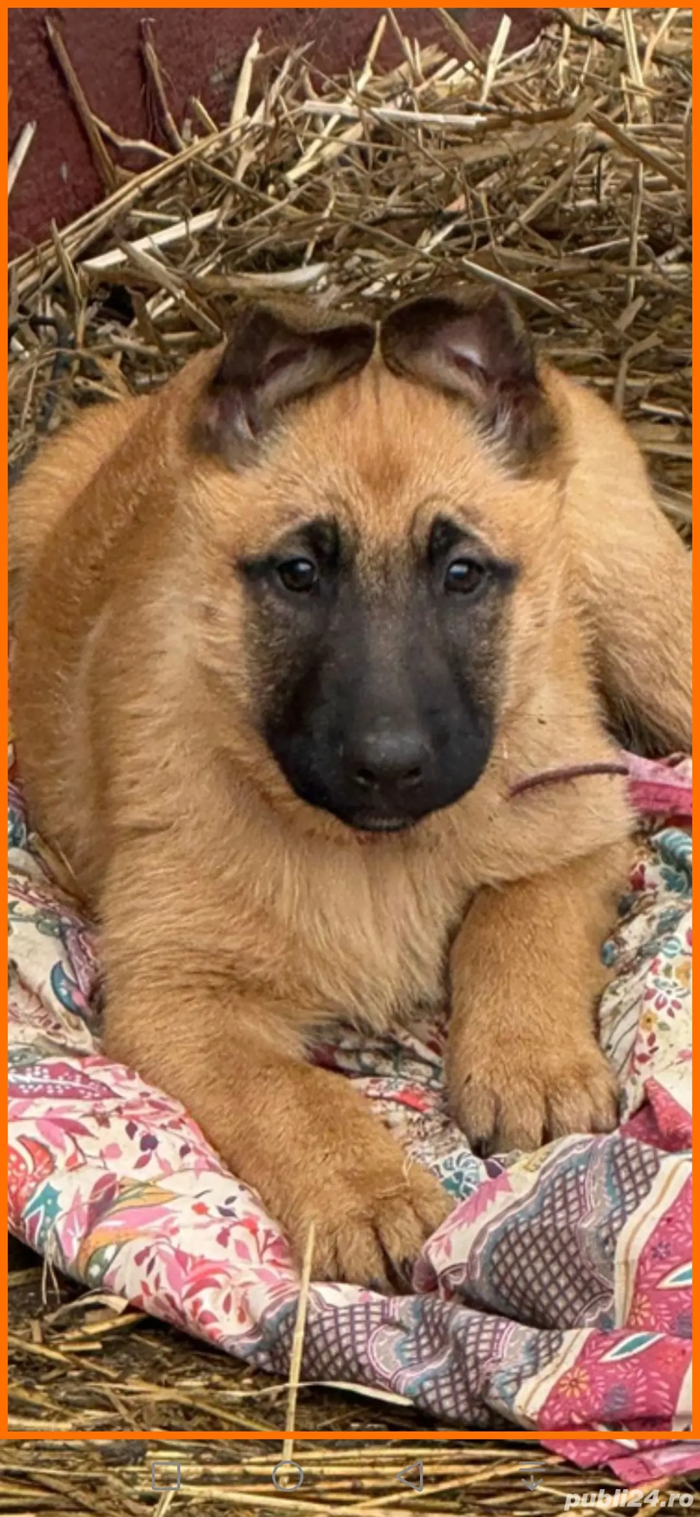 Lup Ciobanesc belgian 