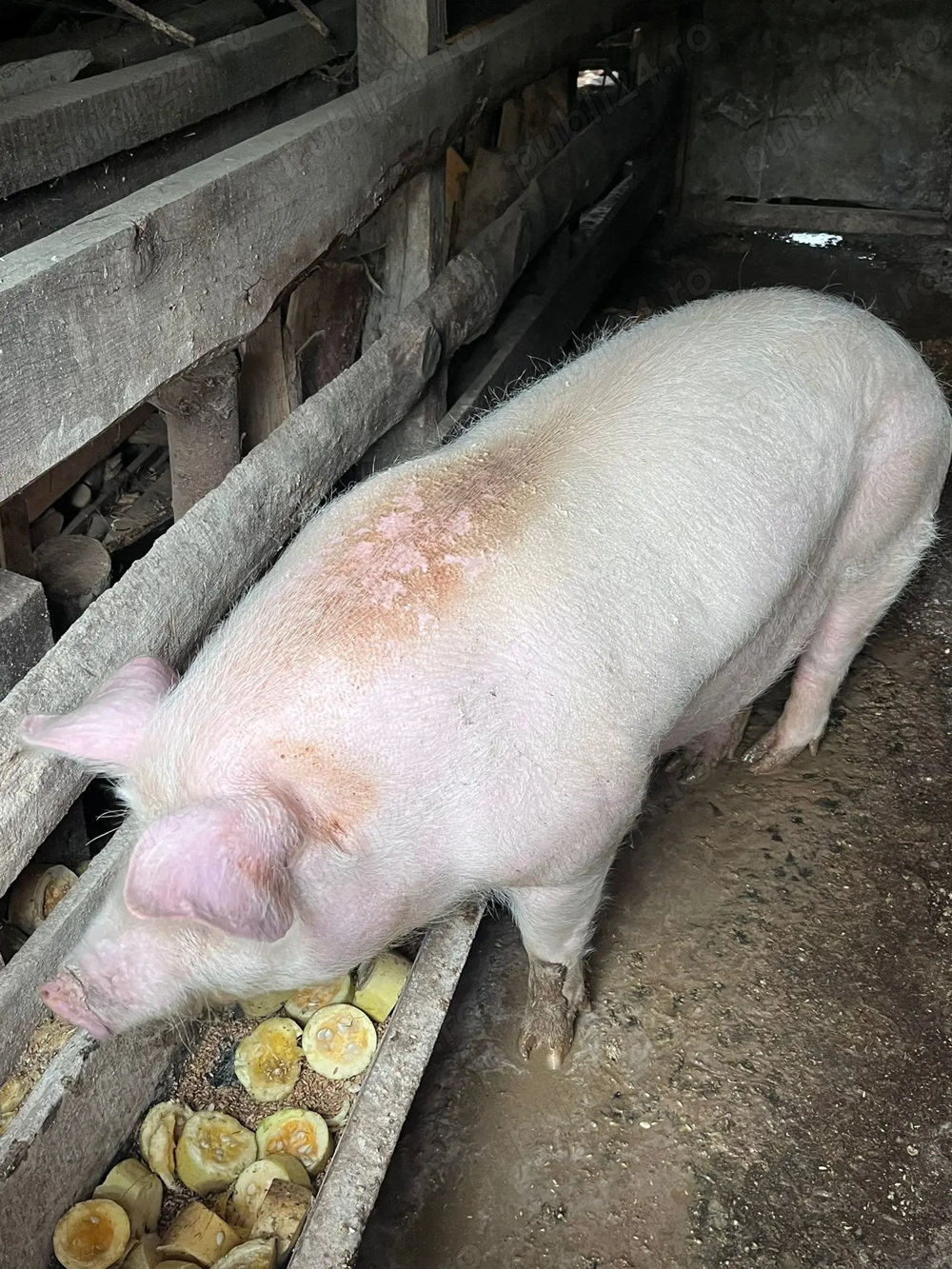 Vând porc de an, aprox. 200 kg