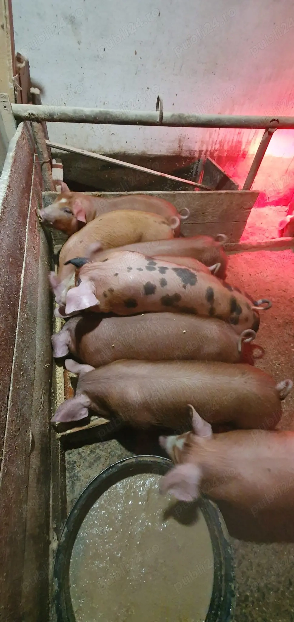 Vând purcei Duroc ! 