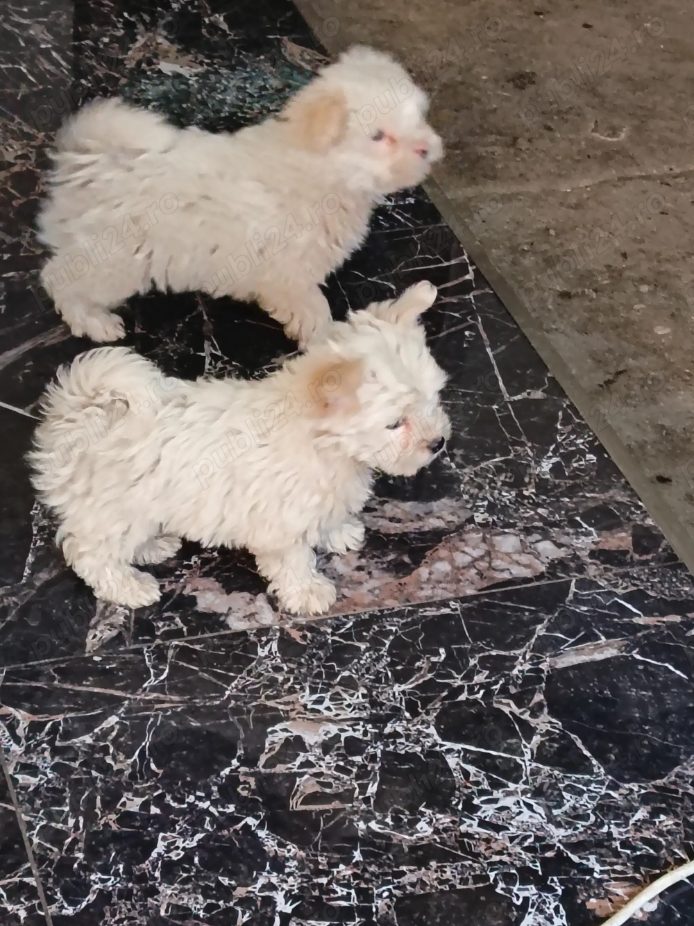 Căței bichon maltez