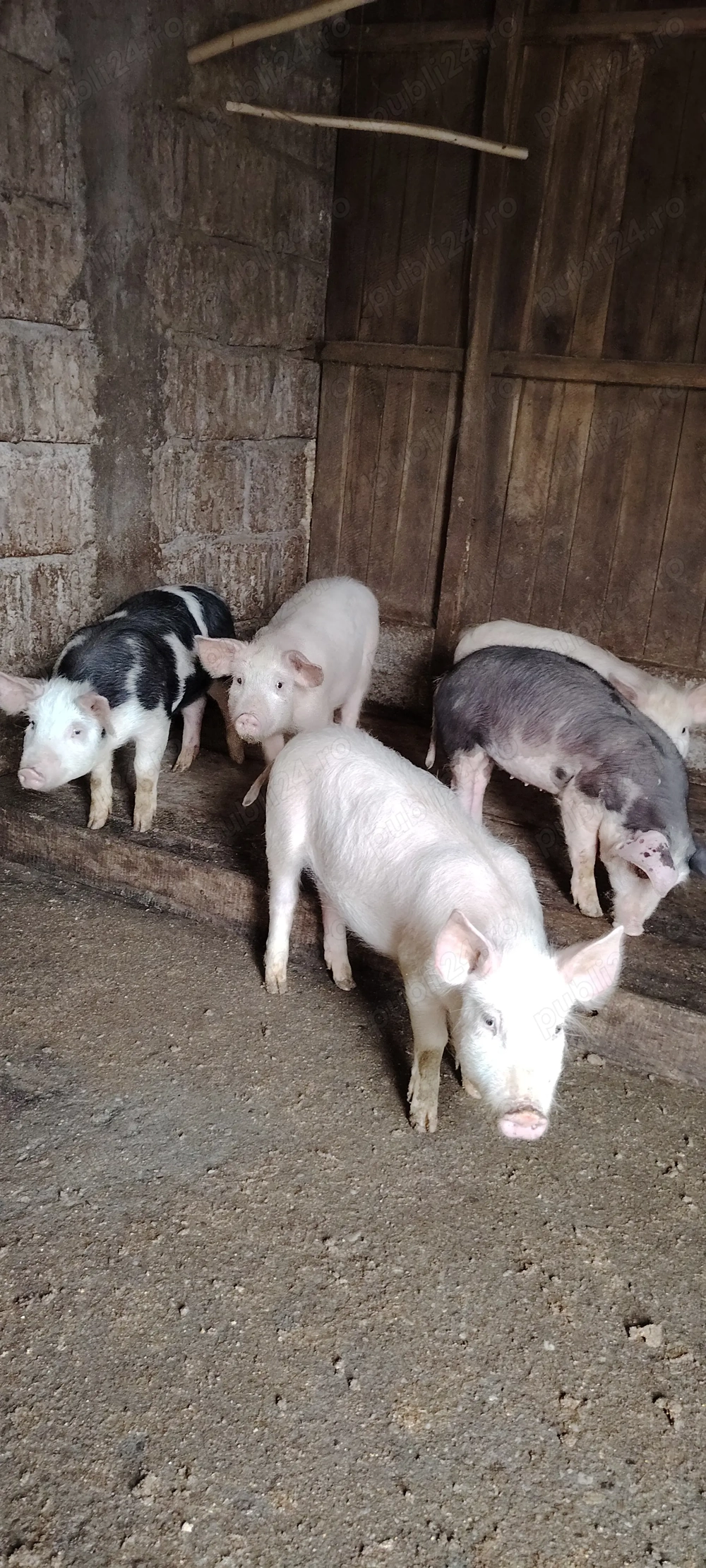 Vând grăsuni Landras cu Marele Alb 