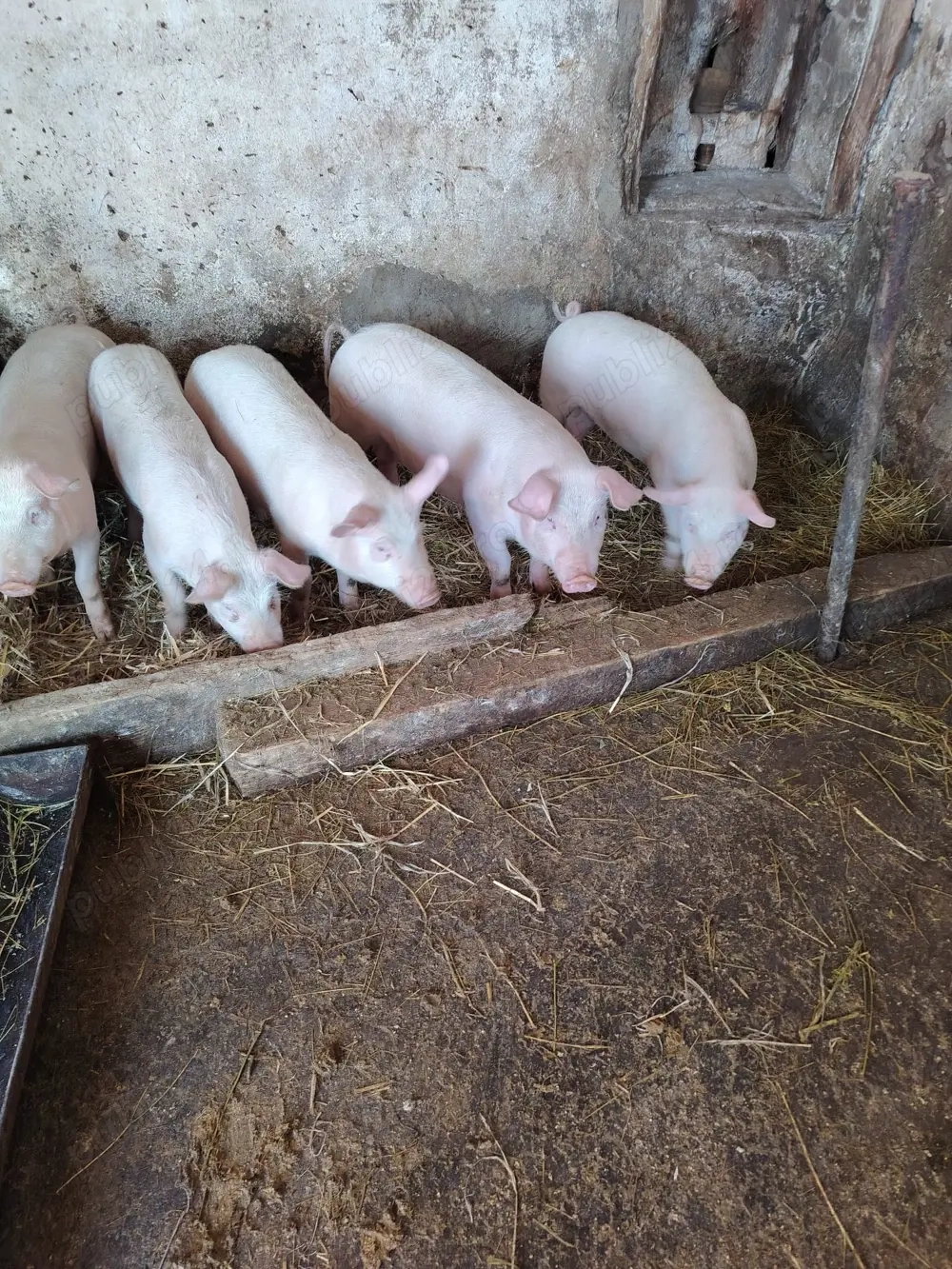 Vând purcei de carne PIC