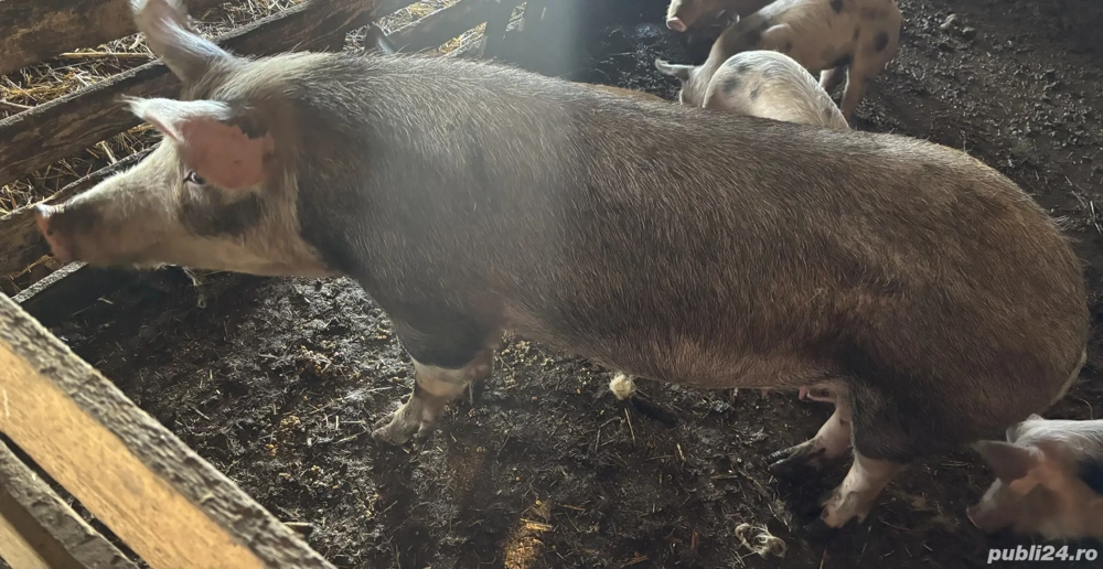 Scroafă de vânzare 