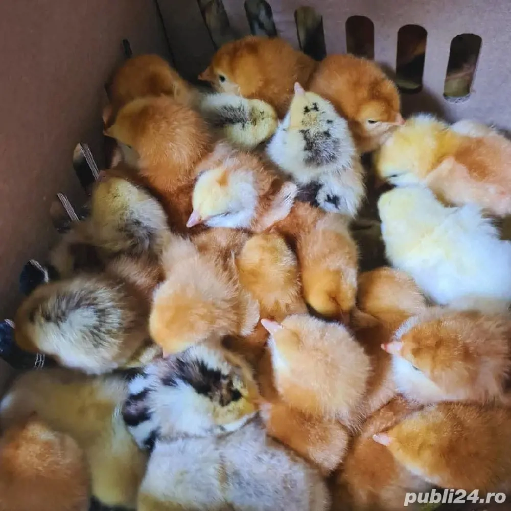 puișori de țară crescuti natural