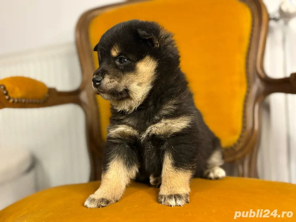 pui shiba inu