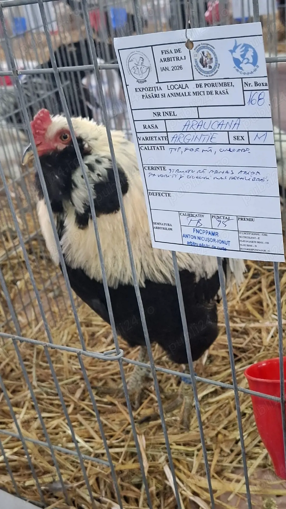 Vand araucana  argintiu 2+1 