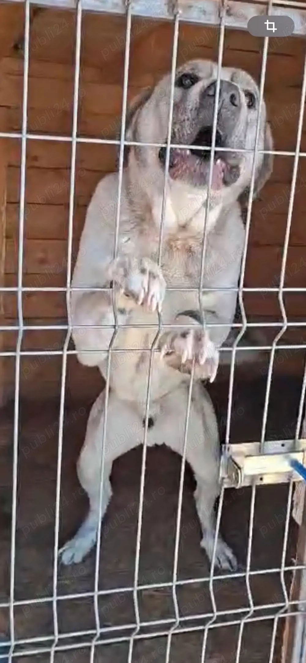 mascul ciobanesc de asia centrala