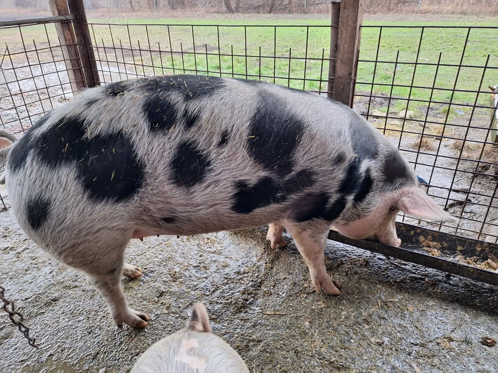 Vand porc pentru sacrificat