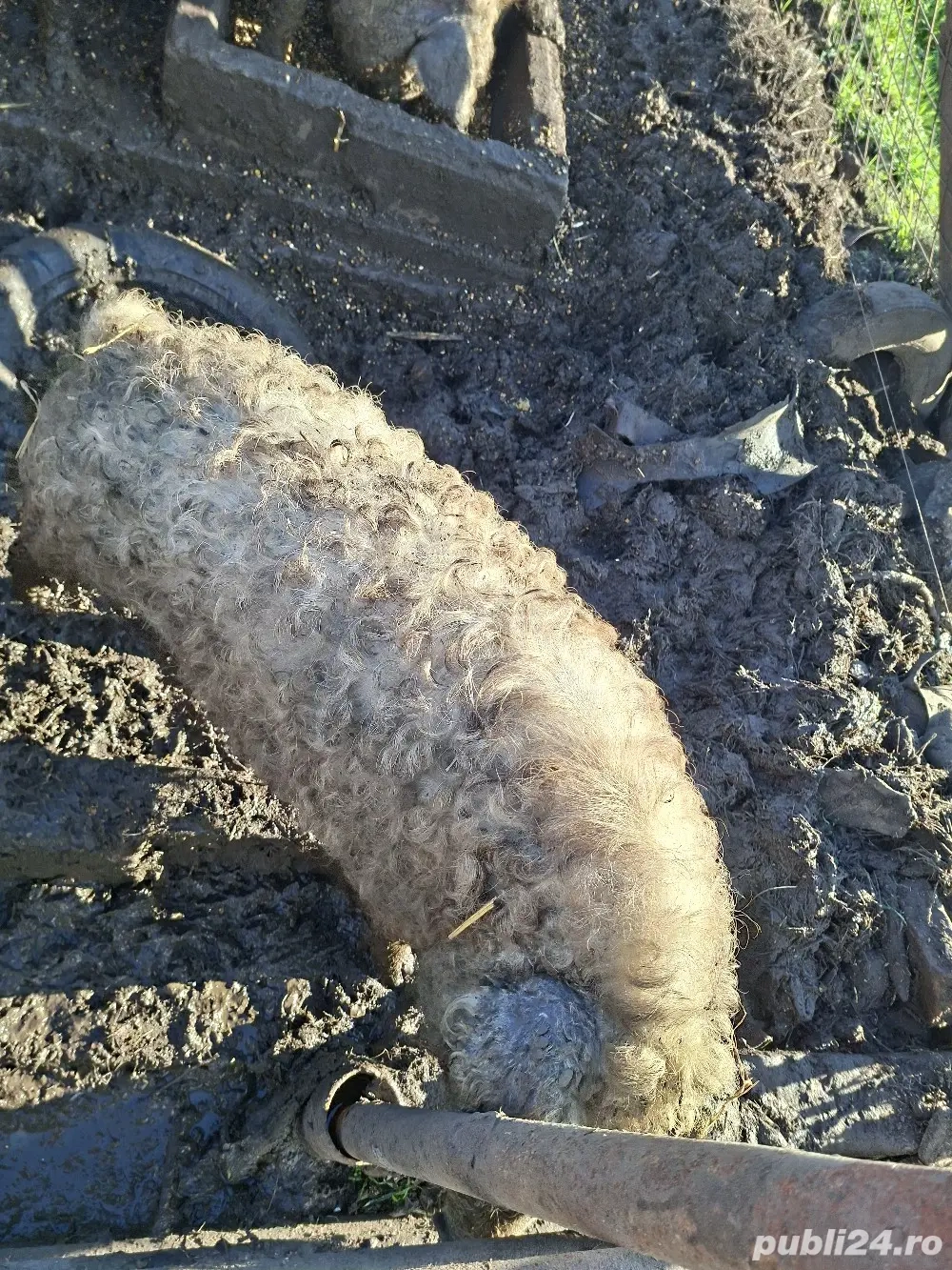 grasuni ptr sacrificat 