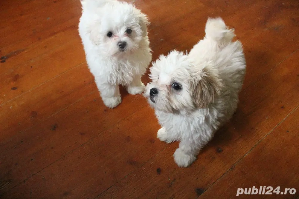 Bichon iubitori si jucsusi