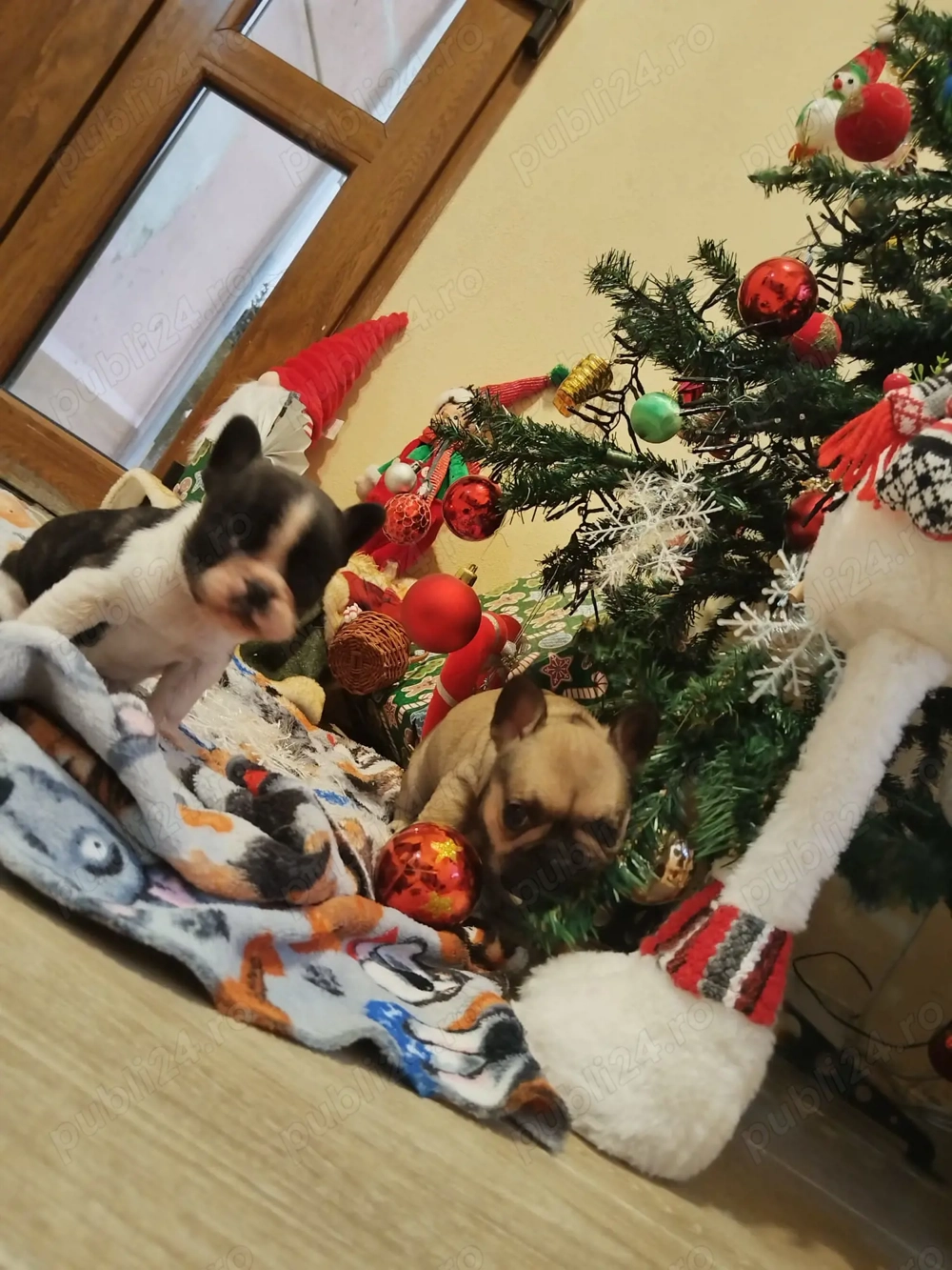 Bulldog Francez Vaccinati Deparazitati Rasa pura