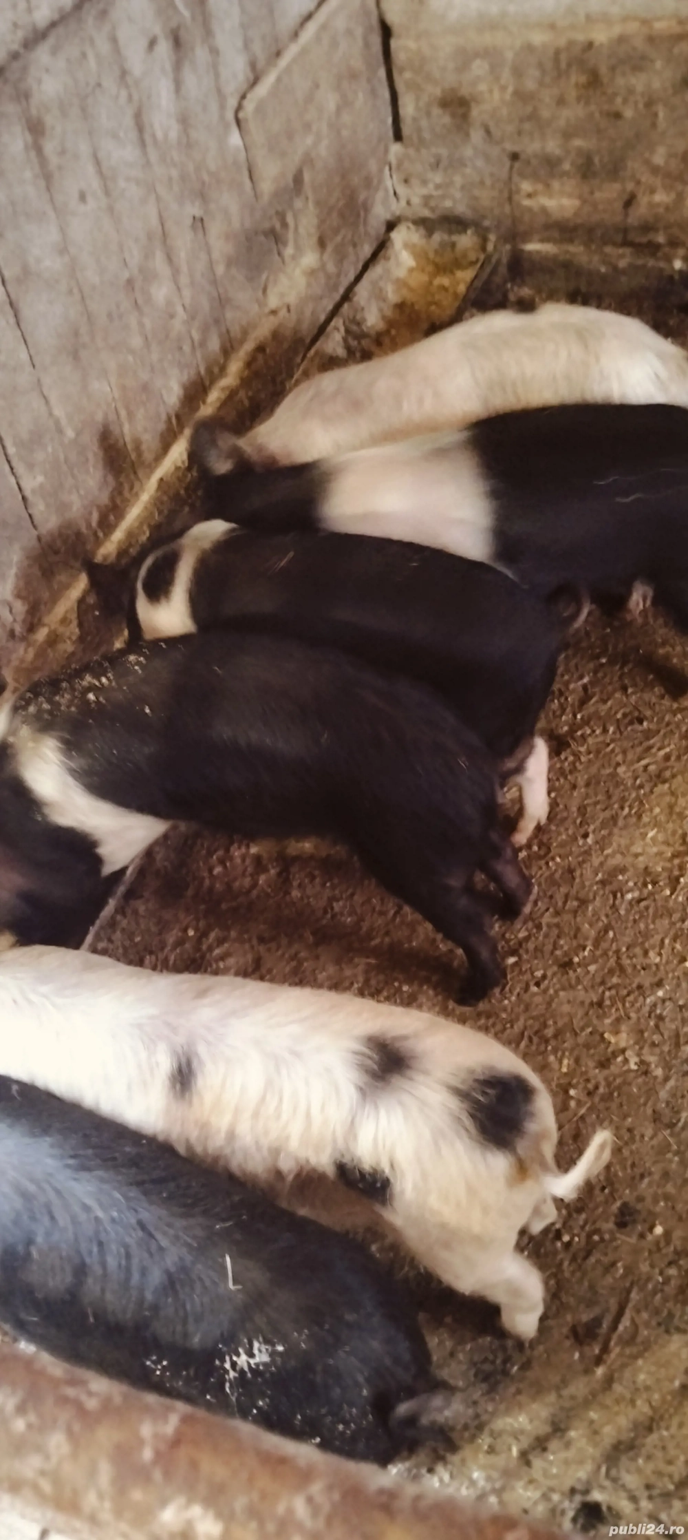  Șoldani de  14 săptămâni 