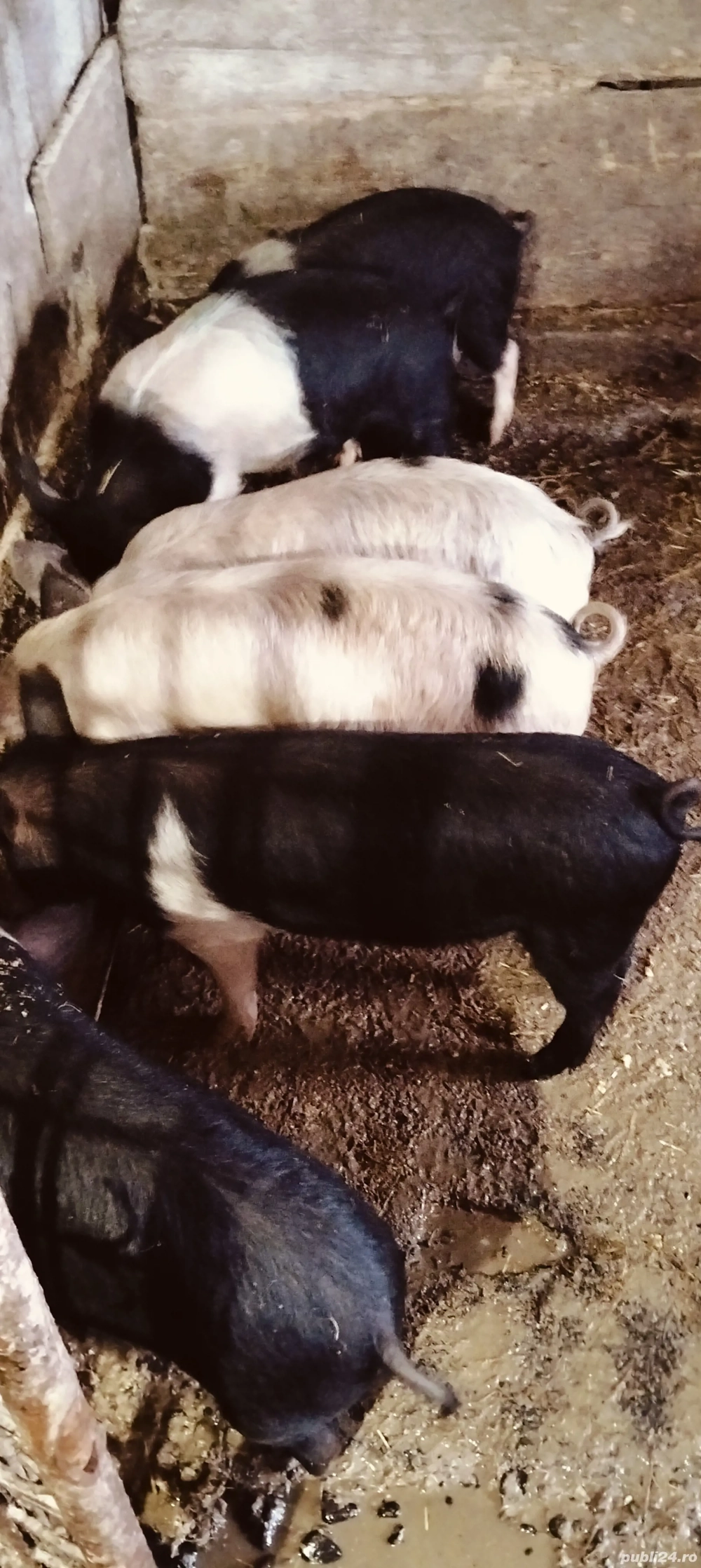 Șoldani de 3 luni jumate 