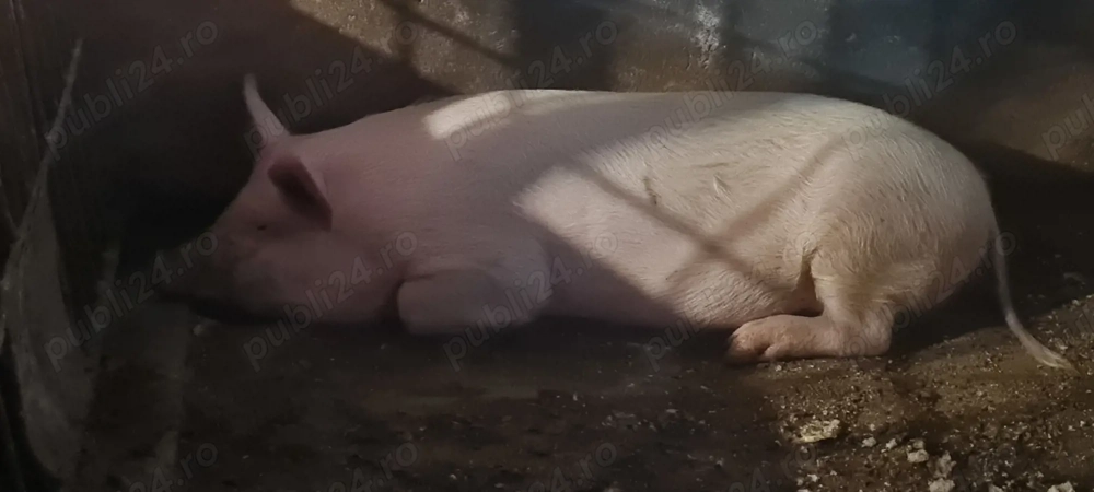 Porci, scrofita Landrace Marele Alb 