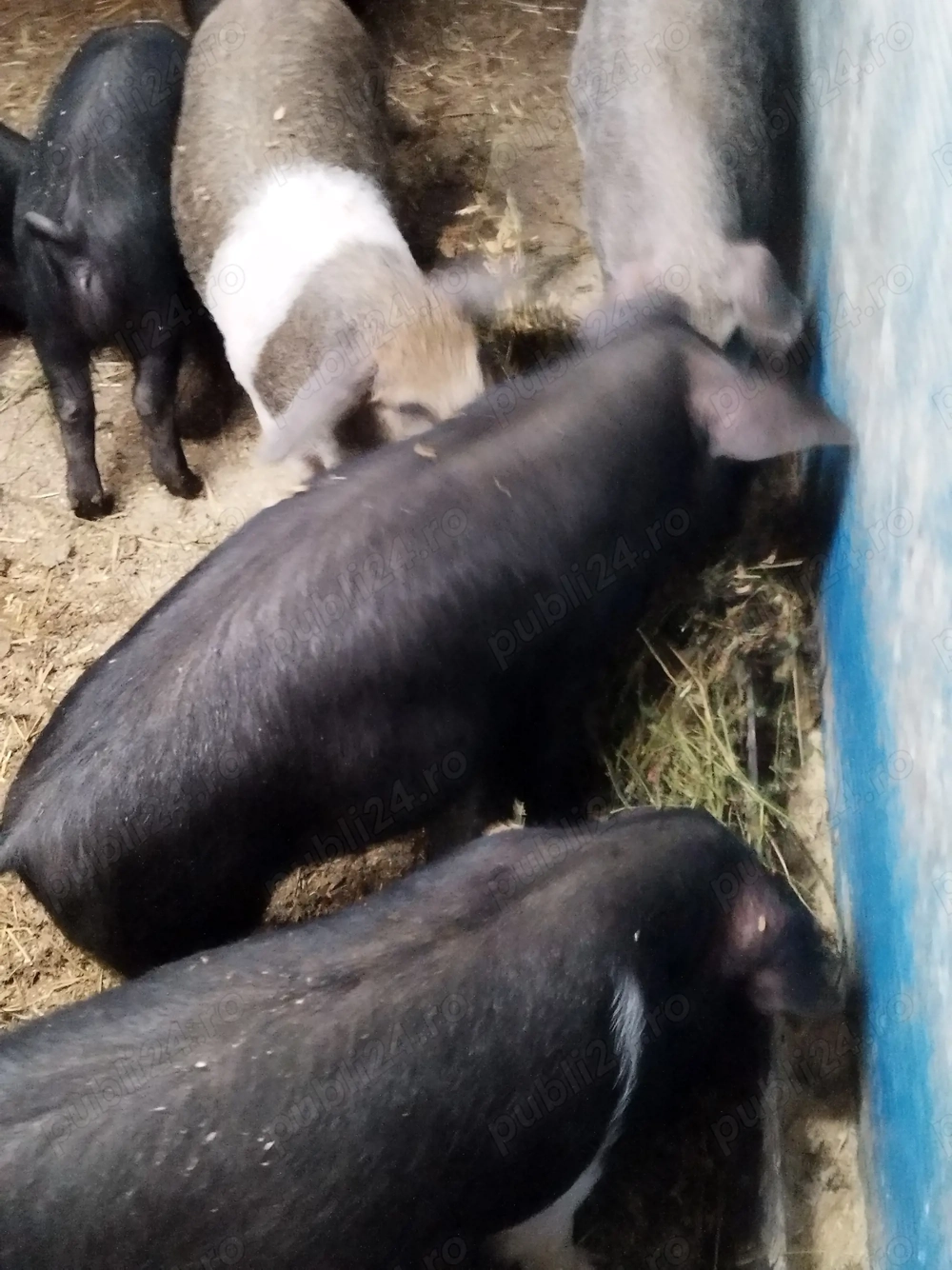 Purcei bazna+mangalița 