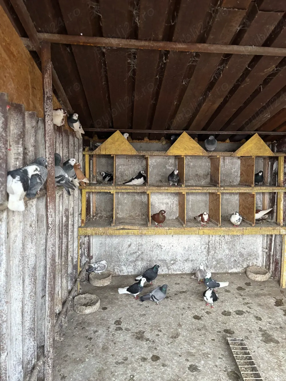 Vand schimb rațe salbatice si porumbei !!!