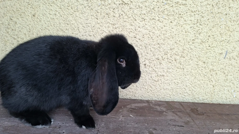 Iepuri uriaș german și berbec german de vânzare