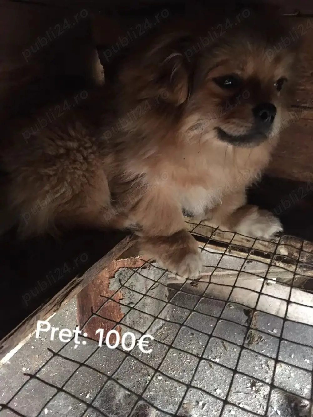 Vand câine pechinez 