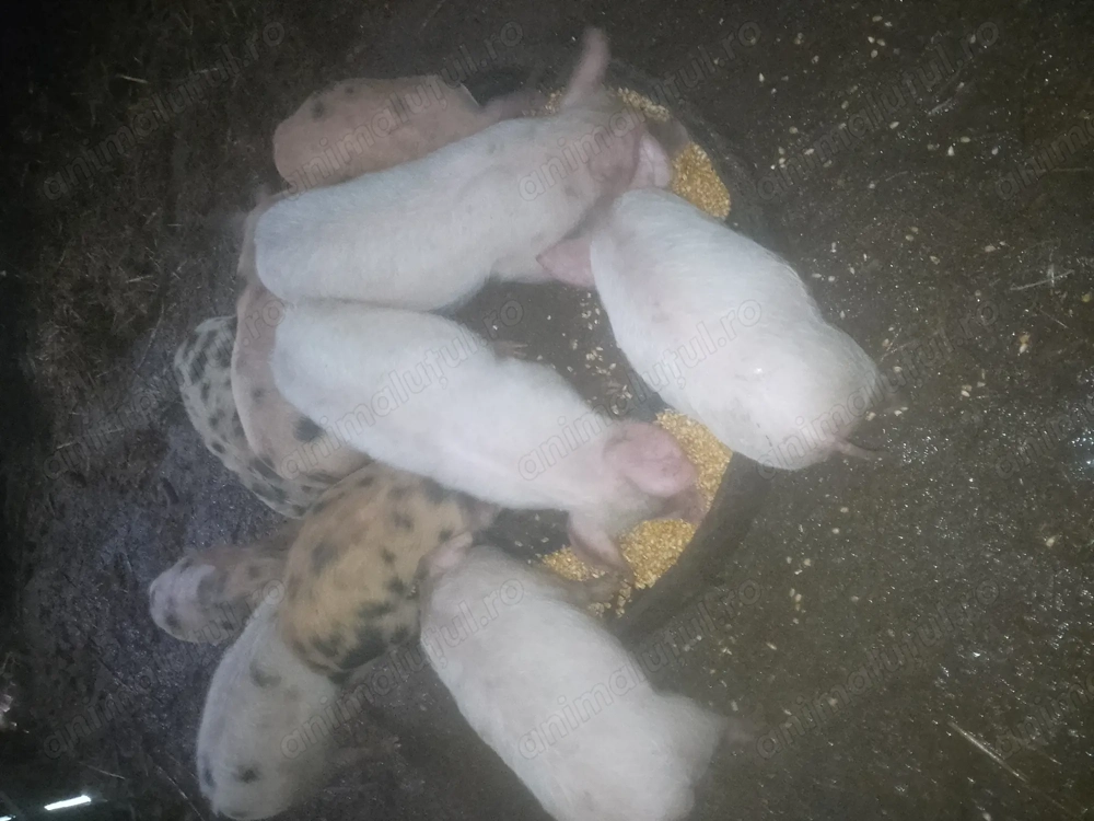 Schimb purcei cu diverse animale 