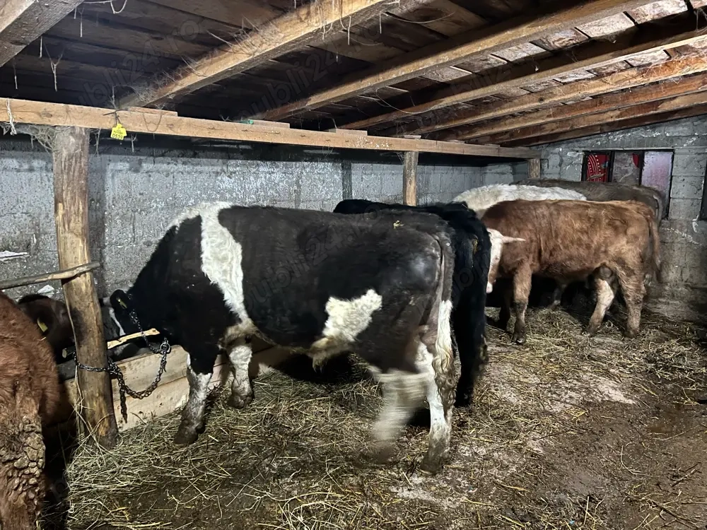 Tauri de crescut media 400 de kg 