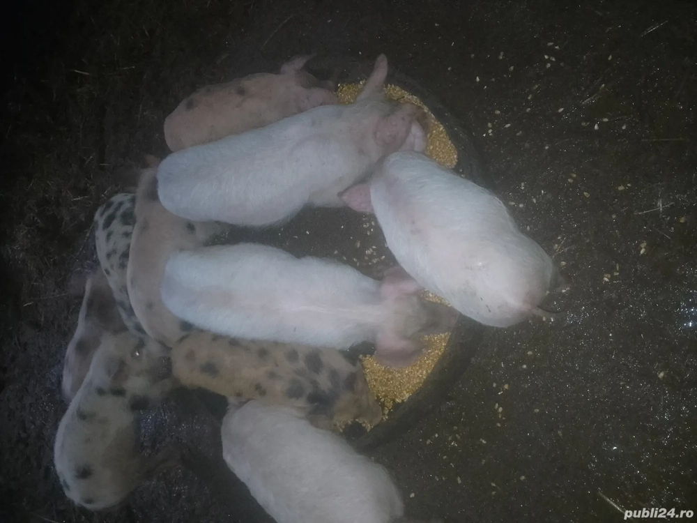 Schimb purcei cu diverse animale 