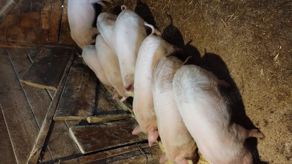 Vând purcei 11 săptămâni 