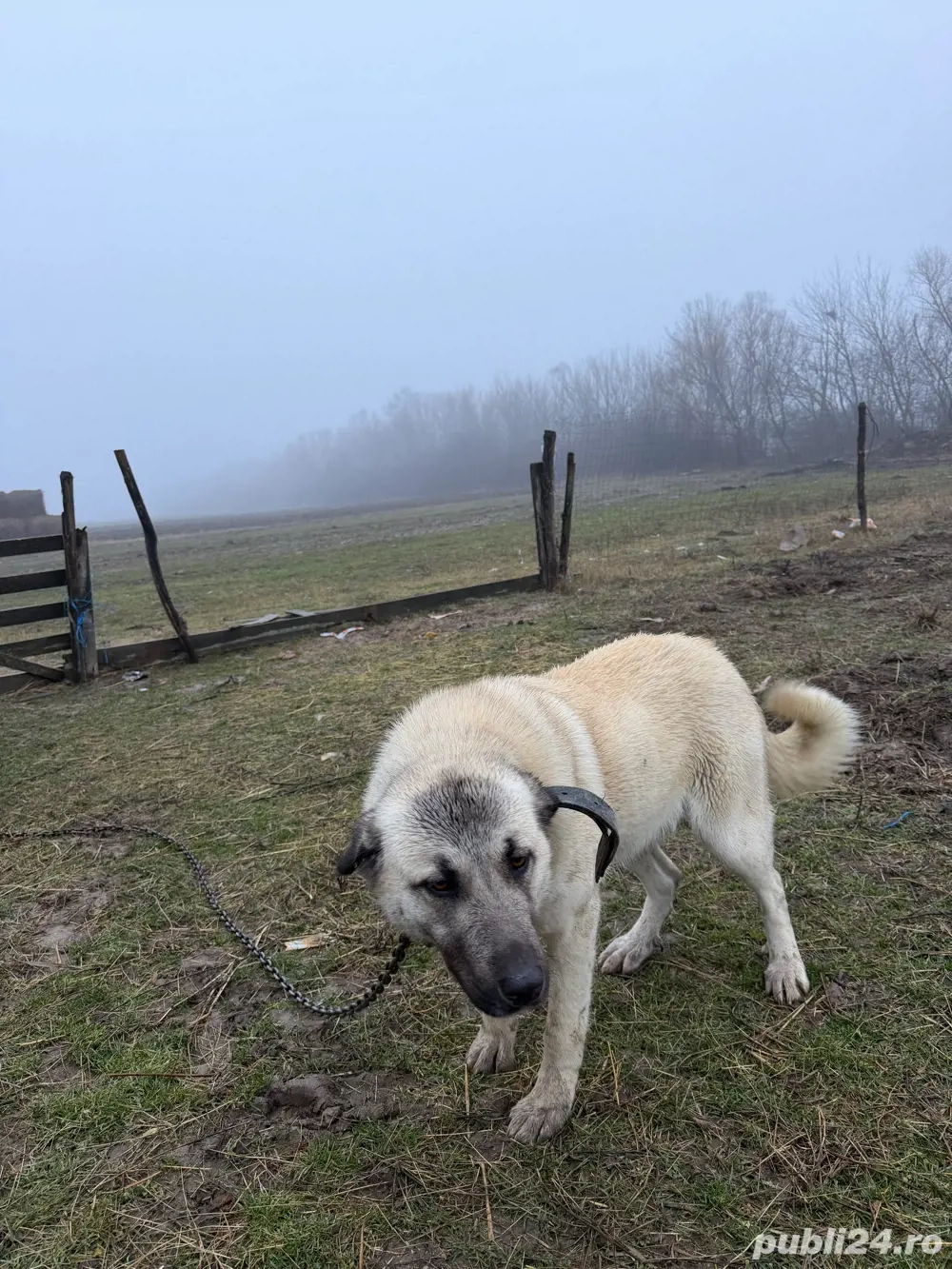 vand fem KANGAL