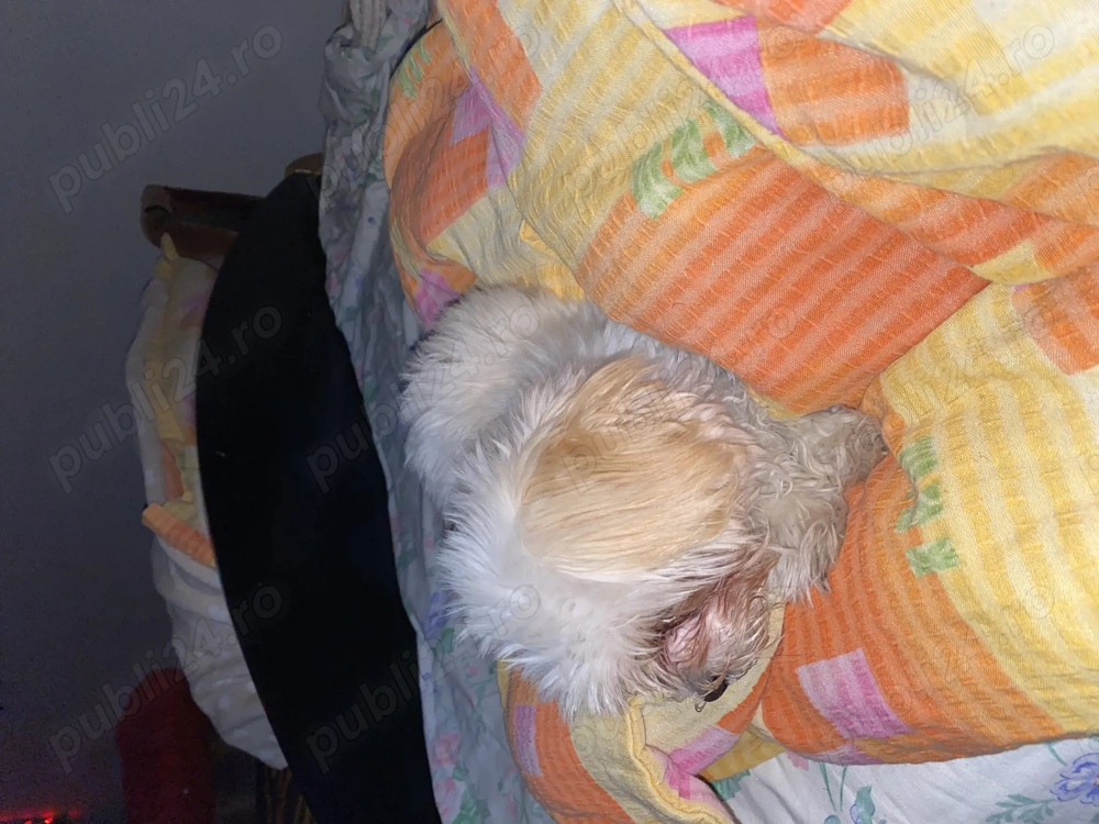 Bichon Maltez de vânzare 