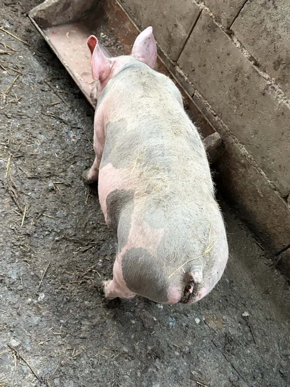 porci de vanzare detalli in privat