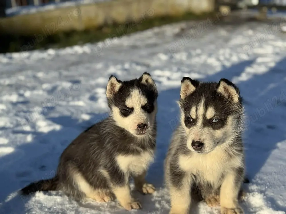 catei husky siberian 