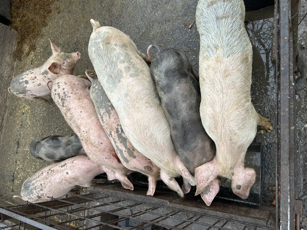 Porci de vânzare.    .