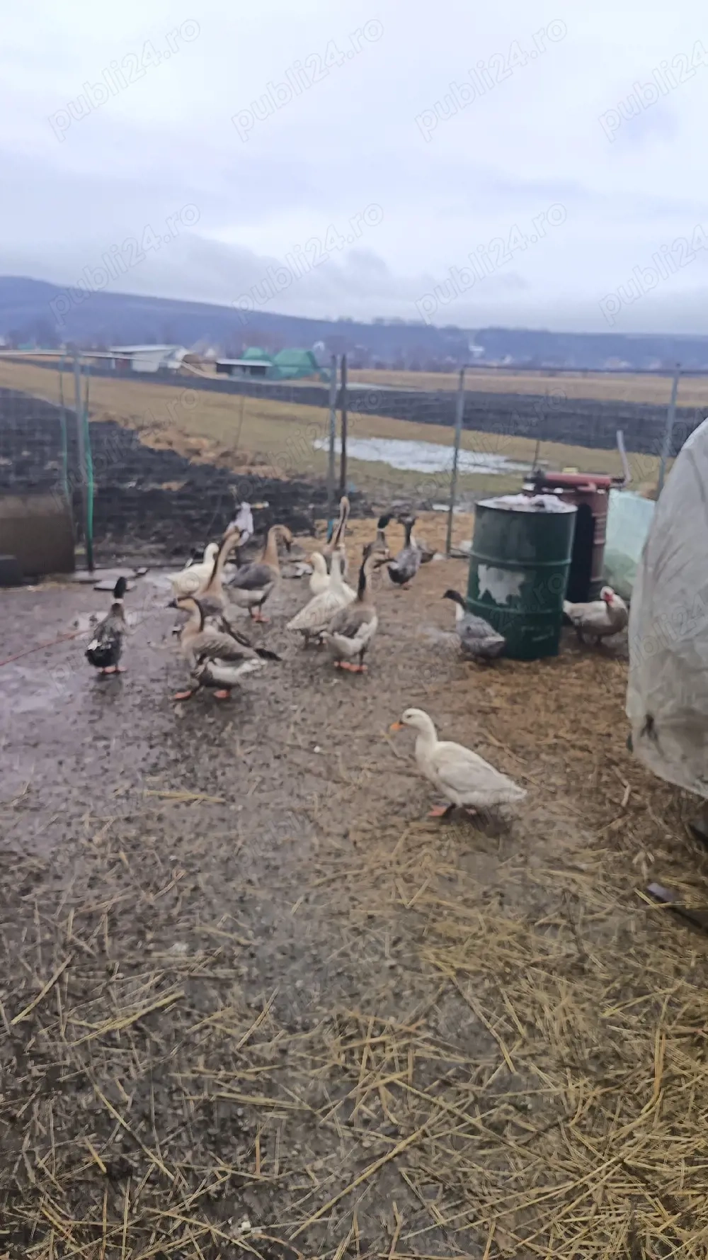 De vânzare 6 gâște și 6 rațe toate de anul trecut sau schimb cu o capră bună de ținut sau schimb cu 