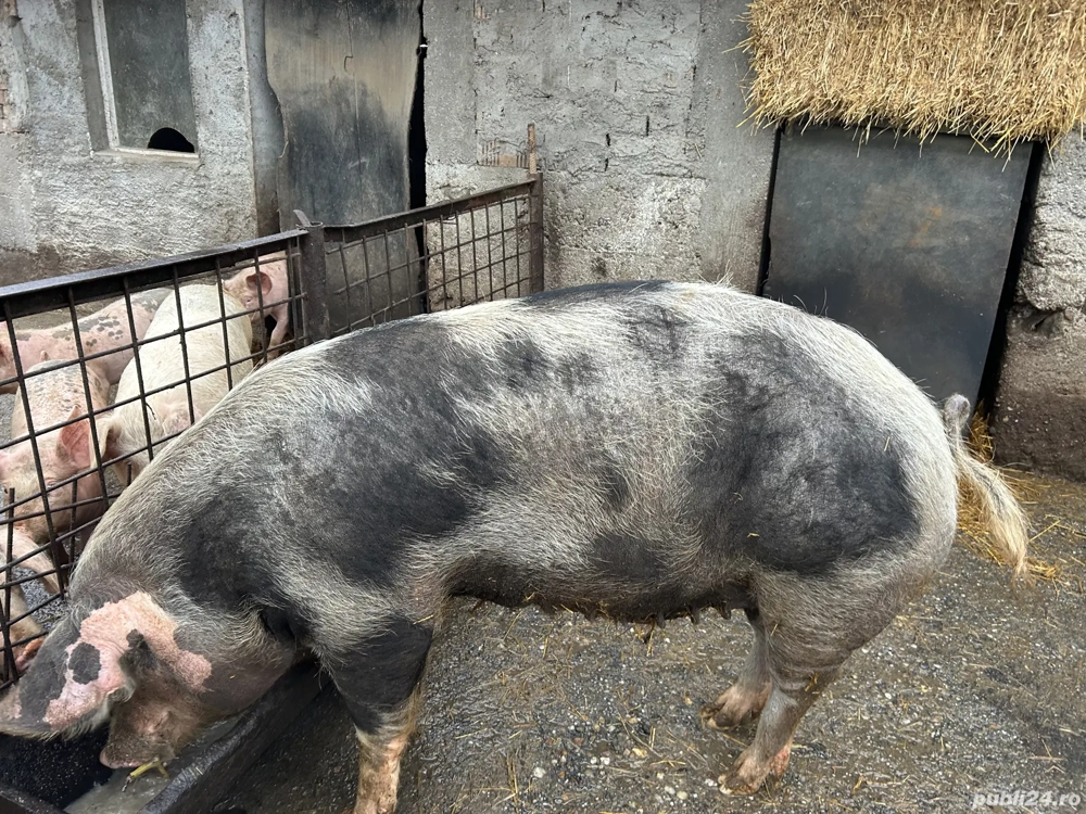 De vânzare scroafă    .