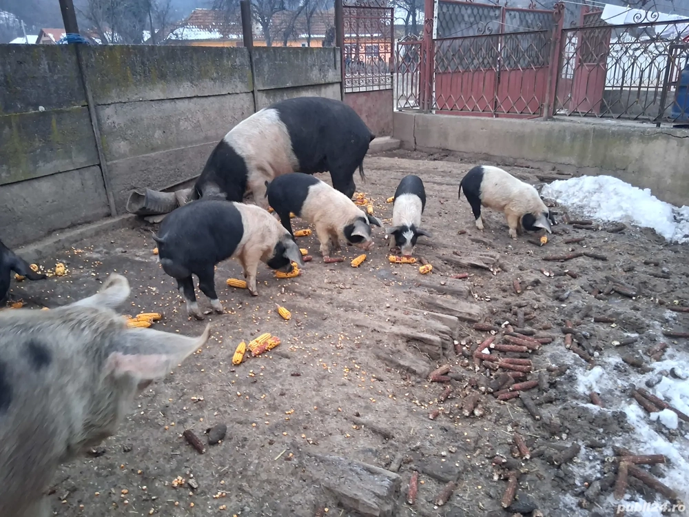 vând purcei si porci