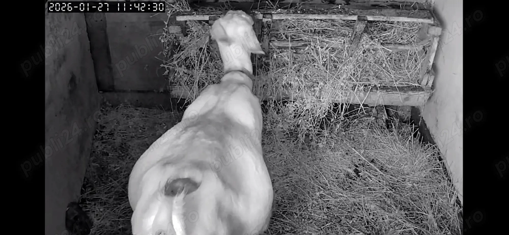 Vând capre saanen și anglo nubiene 