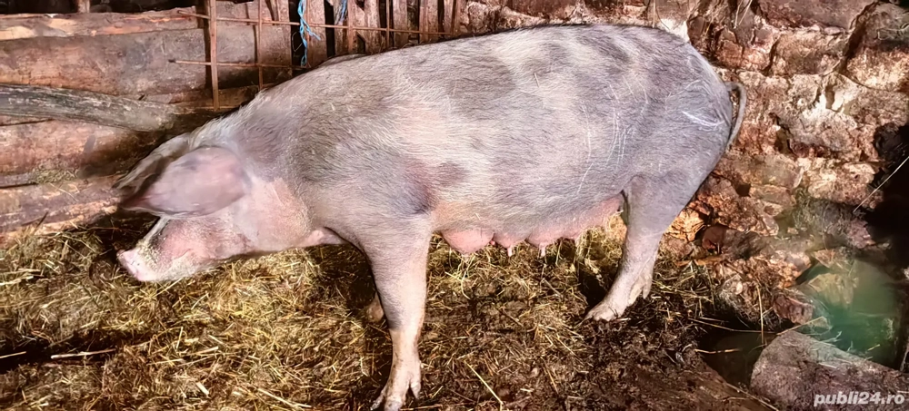 Vand scroafă cu purcei 