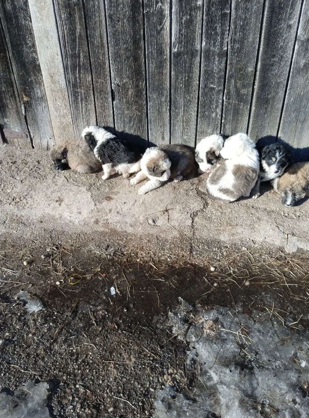 Vind căței ciobănești mioriticii 