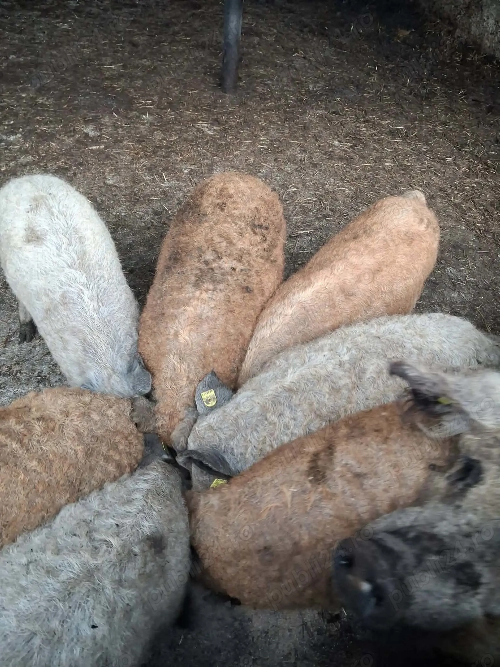 Porci mangalița de vânzare 