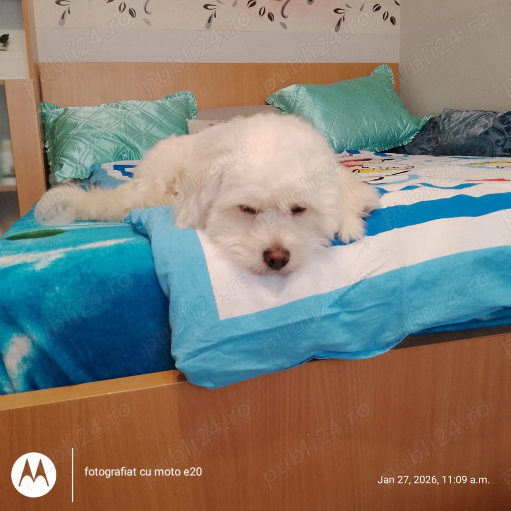 Vând pui bichon disponibili din 15.03  mai multe detalii la telefonul menționat în anunț 