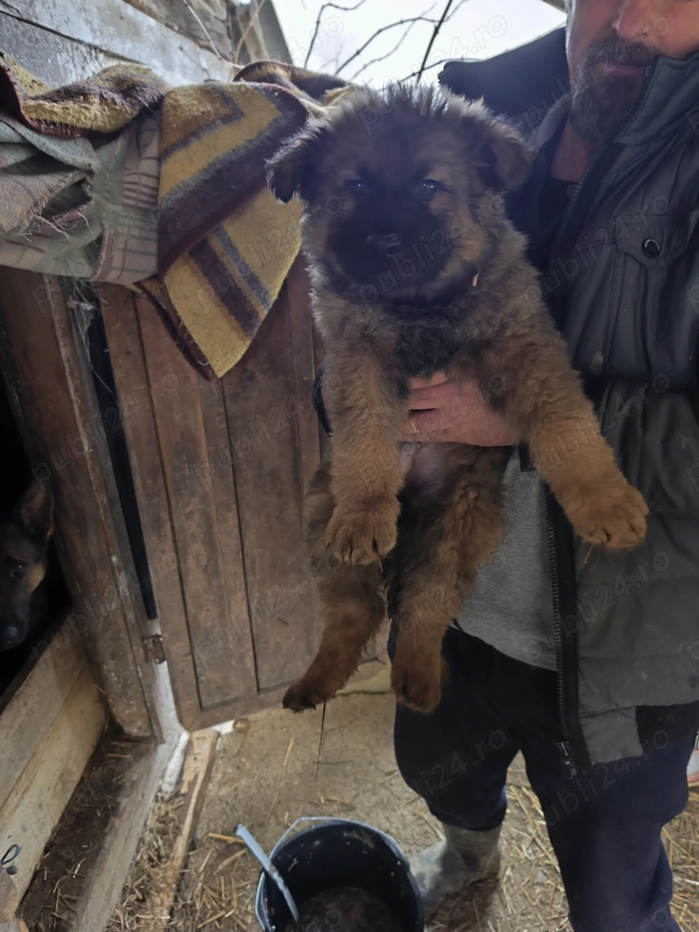 Pui Ciobanesc german 